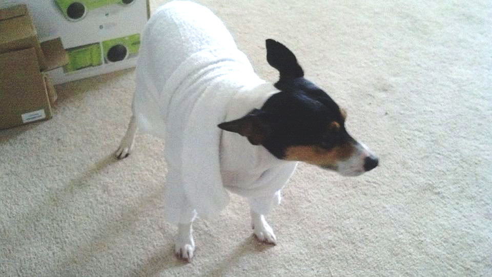 A black-and-white rat terrier in a white, rat terrier-sized bathrobe. No, seriously.