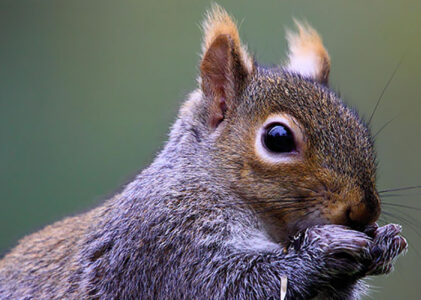 12 tools that help me focus when it’s really SQUIRREL