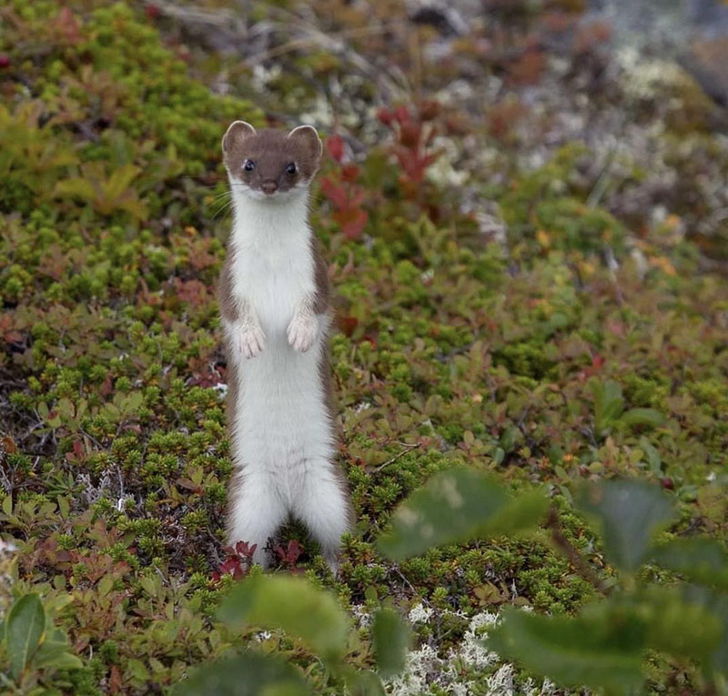 A photo of of an ermine on a moss-and-clover-covered hillside — a cute little brown weasel-y looking critter with a white belly and little round ears and little white paws ad little black eyes that are DARING you to pick it up and give it a cuddle, but DON’T. DON’T CUDDLE THE ERMINE. As the National Park Service said in the associated tweet: "Did you know if you hold an ermine up to your ear, you can hear what it’s like to be attacked by an ermine?"