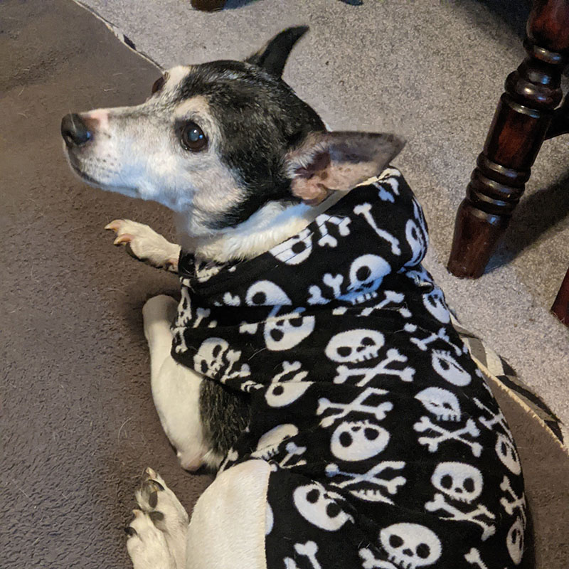 Skip, a black and white and tan rat terrier, curled up on a gray dog bed, wearing a black hoodie with a white skull-and-crossbones pattern so you know he’s a badass.