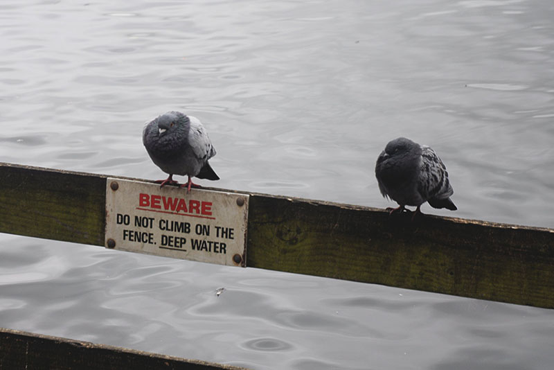 An aged wood fence sits next to a gray, calm body of water. A sign on the fence says, “Beware. Do not climb on the fence. Deep water.” Two gray pigeons sit on the fence.