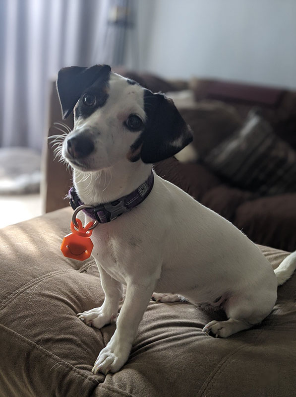 A photo of a black-and-white dachshund/Jack Russell puppy. She's sitting on a beige ottoman with a beige sofa and white sheer curtains in the background, and her head is tilted adorably.