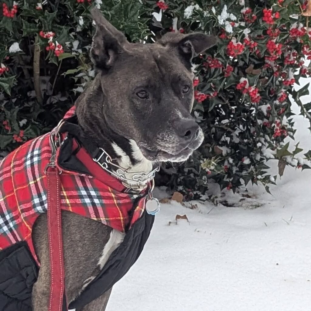 A photo of a brown pit bull/Great Dane mix in a red plaid vest, sitting in the snow against a background of a snow-dappled holly bush.