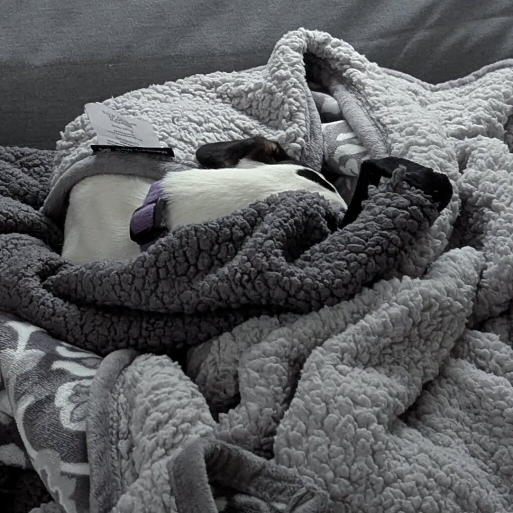 A black and white dachshund/Jack Russell mix, curled up in a fleecy gray blanket with nothing visible but a few square inches of the back of her neck.