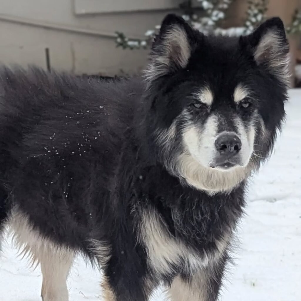 A photo of a black and white husky/shepherd mix, snow-dusted and standing in the snow.