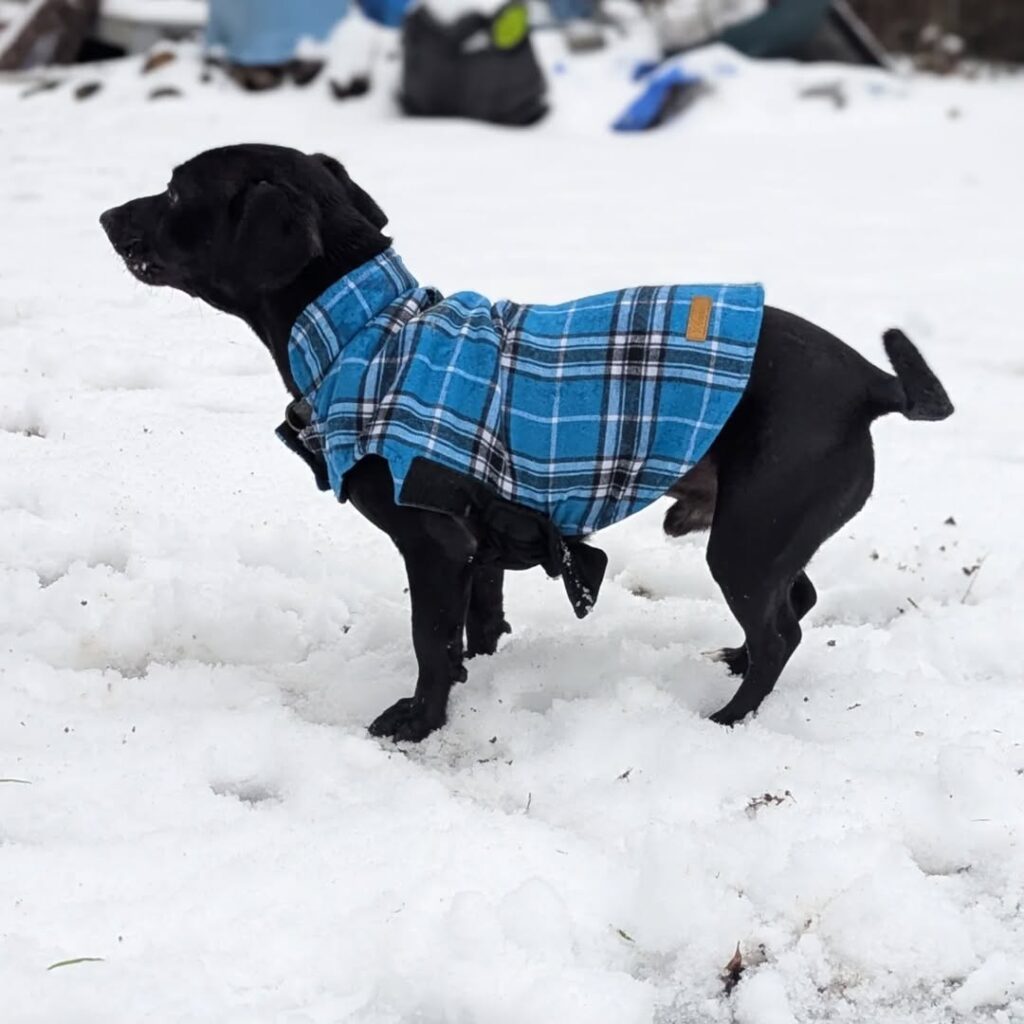 A side-view photo of a black dachshund/lab mix in a blue plaid vest, standing in the snow.