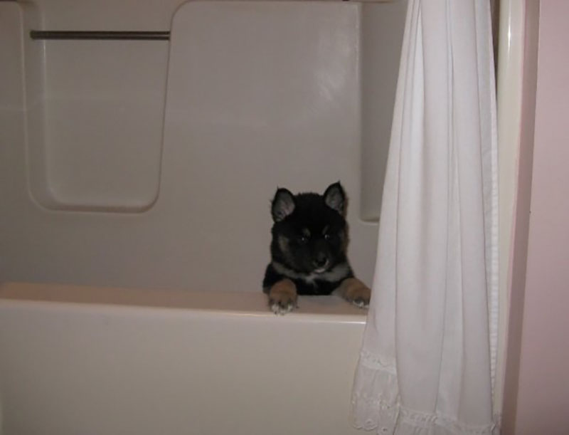 A tiny, fluffy, black puppy sits up with his tan little front paws on the edge of a beige bathtub. He looks like one of those little arts-and-crafts creatures you make by gluing little pom-poms together, and his tan eyebrow spots make him look offended and affronted at having been placed in a bathtub.