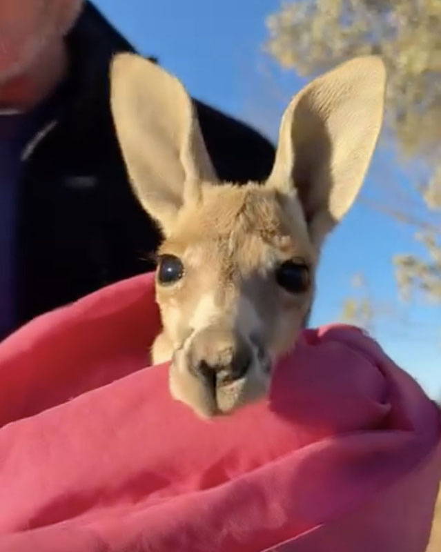 Screenshot from a video of a baby kangaroo taking his first hops. He’s all bundled up in a pink blanket, with just his little head sticking out with its dark eyes and great big ears against a blue sky.