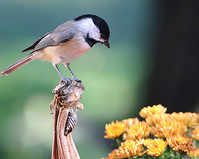 A close-up of a black-capped chickadee — a cute little gray bird with a black head and white belly — s sitting on a branch, with a yellow chrysanthemum close behind it.