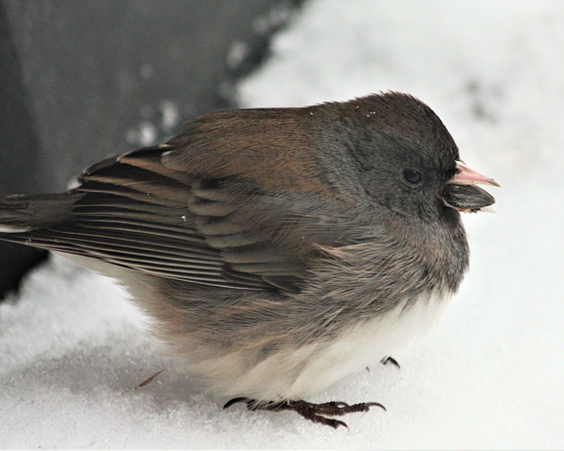 A close-up of a dark-eyed junco — a cute little dark-gray bird with a white stomach, so chubby it’s practically a little sphere — sitting in the snow with a little black seed in its mouth.