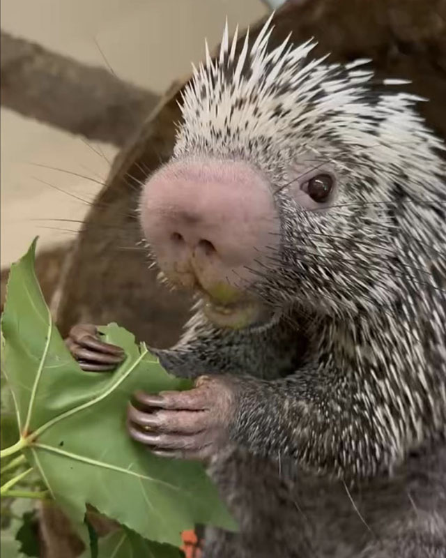 Screenshot from a video of a porcupine eating lettuce. He’s gray with black and white spines and a pink nose, and he’s holding a leaf of lettuce in his little pink claws so he can eat it.