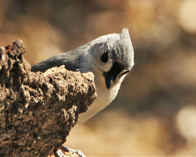 A close-up of a tufted titmouse — a cute, chubby little gray bird with a white stomach — sitting on a piece of a broken log, peeking around the edge of it.