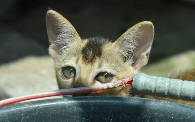 How Polling Language Can Mess With Your Head