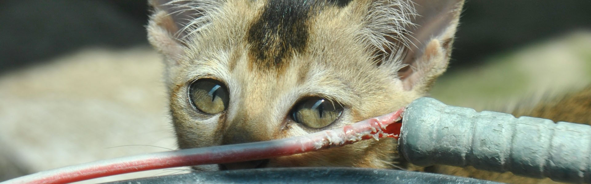 Tag: <span>Grammar Pedant</span>