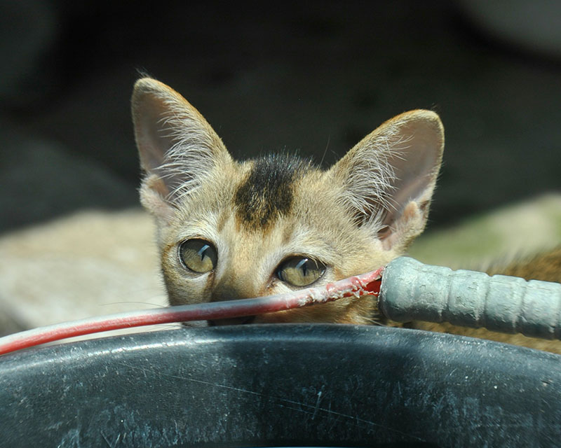 How Polling Language Can Mess With Your Head