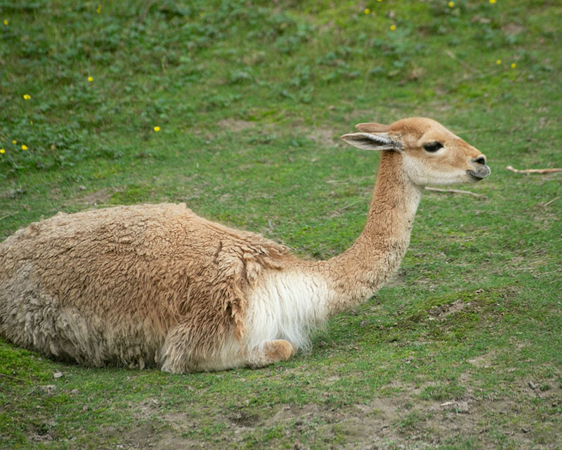 A photo of a beige alpaca lying in the grass, not flat-out but tummy-side down, with his head up, looking extremely content.