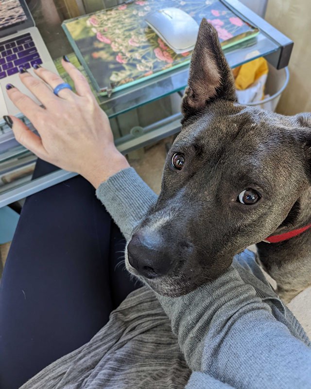 Photo from above of a brown/gray pit bull/Great Dane mix, looking up at the camera adoringly and adorably. His head is propped up on the arm of a woman in a gray sweater and black leggings as she tries — tries — to type on a laptop sitting on a clear glass desk next to a floral mousepad and silver mouse. Is she succeeding? She probably would be if the head didn’t weigh about 90 pounds.